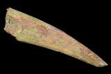 Pterosaur (Siroccopteryx) Tooth - Morocco #107955-1